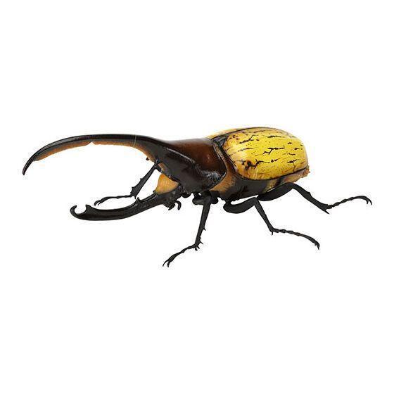 5A005『現貨』生物大圖鑑-獨角仙09  BANDAI 扭蛋   轉蛋 