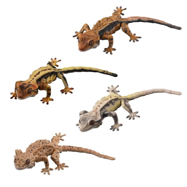 2A368『現貨』生物大圖鑑進擊-睫角守宮P2 BANDAI Premium 扭蛋 轉蛋 