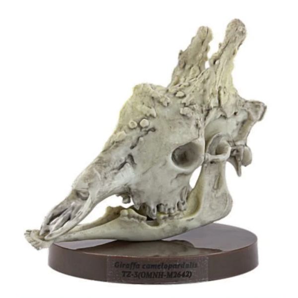 2A680『現貨』路上博物館特別展-植食性動物 SO-TA 扭蛋 轉蛋 