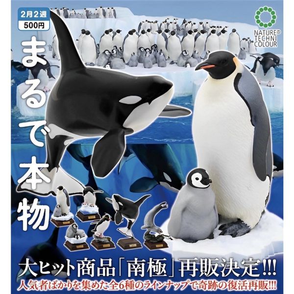 1A266『現貨』NTC圖鑑-南極大陸生命紀行 特別篇 IKIMON 扭蛋 轉蛋 