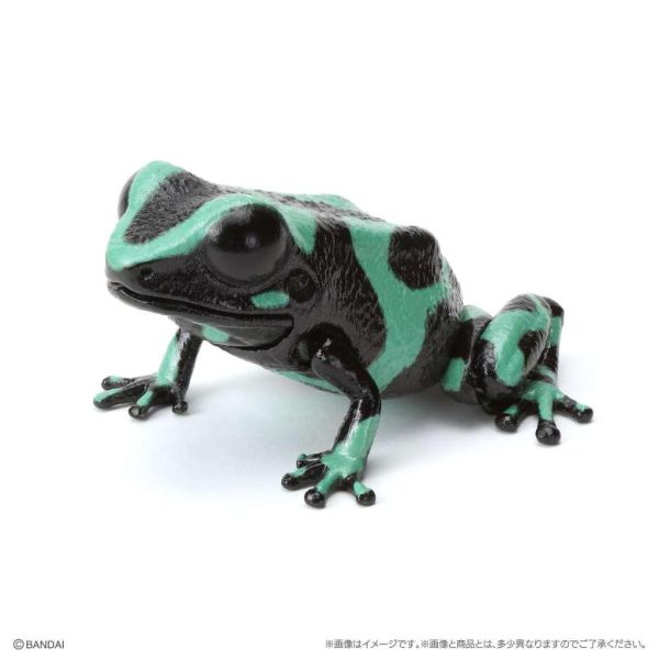 6A052『現貨』生物大圖鑑-箭毒蛙篇  BANDAI 扭蛋 轉蛋 