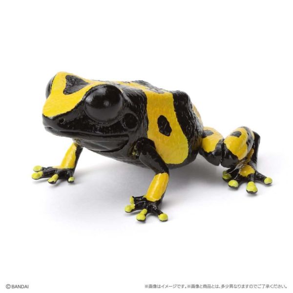 6A052『現貨』生物大圖鑑-箭毒蛙篇  BANDAI 扭蛋 轉蛋 