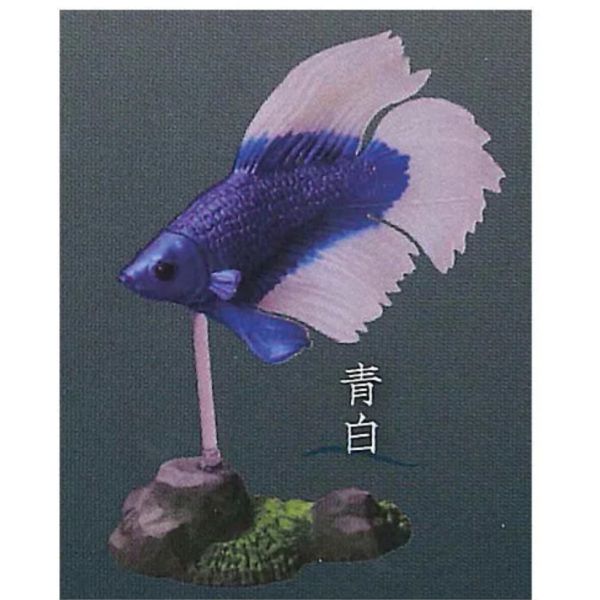 3A005『現貨』鬥魚~Betta~貳 Standstones 扭蛋 轉蛋 