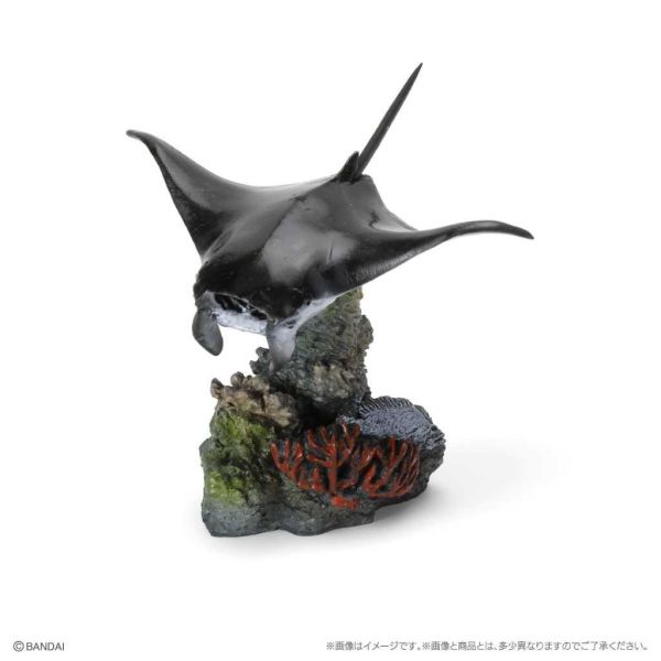 4A745『現貨』生物大圖鑑-珊瑚礁生物 BANDAI 扭蛋 轉蛋 