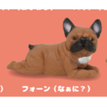 4A198『現貨』捏捏巨大法國鬥牛犬 KOROKORO 扭蛋 轉蛋 