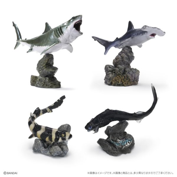 1A280『現貨』生物大圖鑑-鯊魚篇 BANDAI 扭蛋 轉蛋 