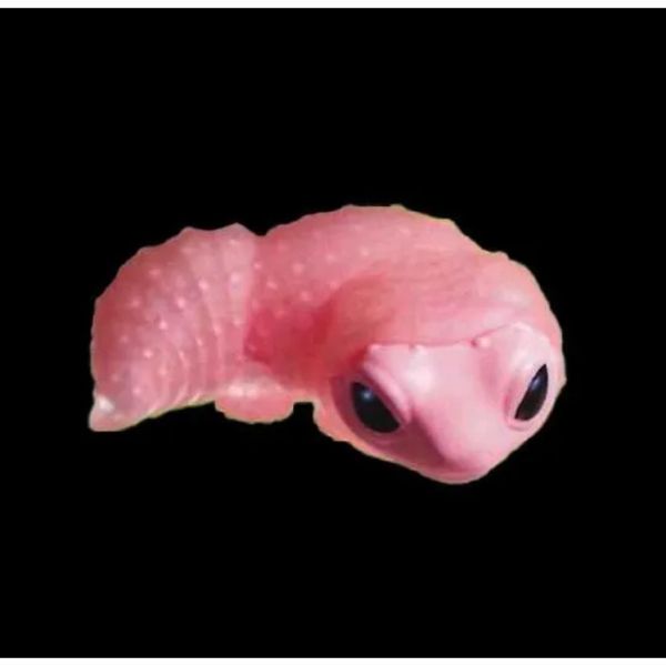 4A527『現貨』豹紋壁虎脫皮公仔 YELL 扭蛋 轉蛋 