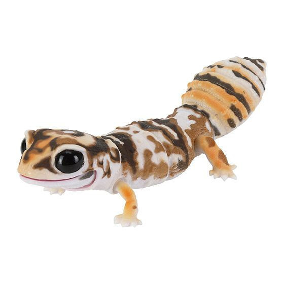 4A306『現貨』生物大圖鑑爬蟲類精 BANDAI 扭蛋 轉蛋 