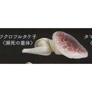 5A440『現貨』中毒蘑菇    Shine-G   扭蛋   轉蛋 