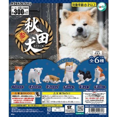5A224『現貨』秋田犬公仔P3   Tarlin  扭蛋   轉蛋 