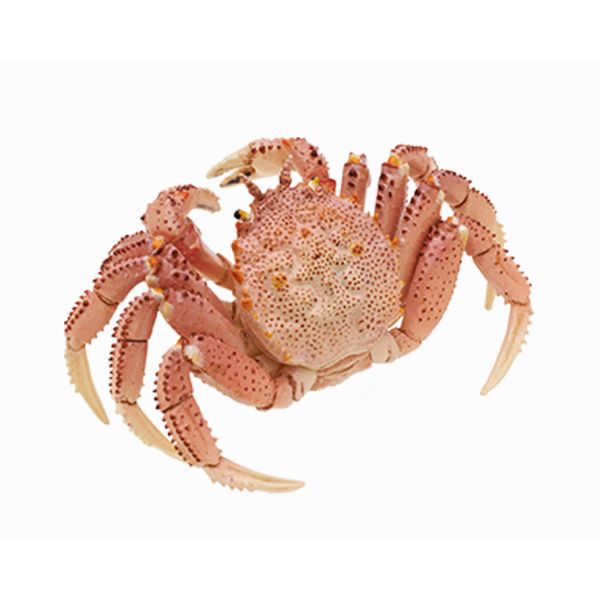 4A520『現貨』NOJ-日本的生物P3 IKIMON 扭蛋 轉蛋 