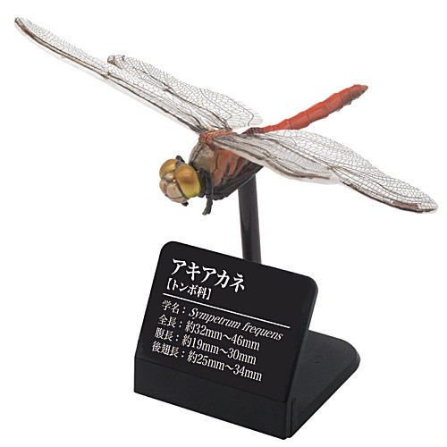 1A54『現貨』原色圖鑑系列-日本蜻蜓 扭蛋 轉蛋 