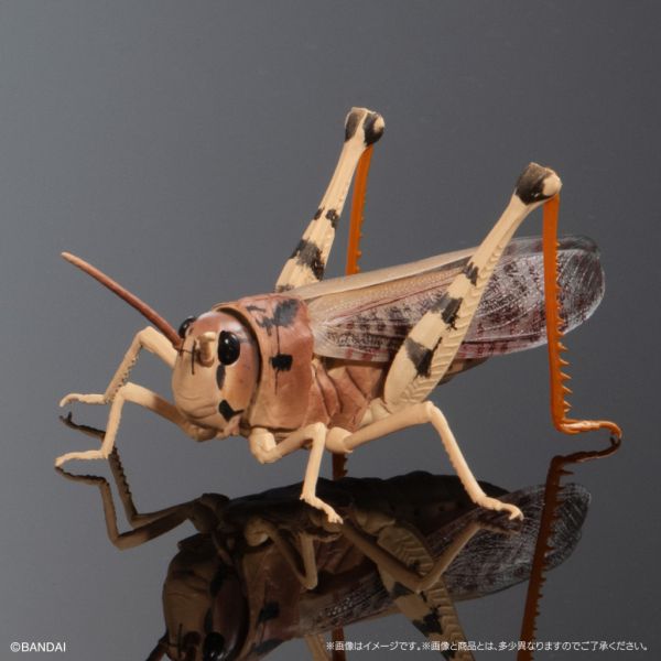 1A430『現貨』生物大圖鑑-蝗蟲篇 BANDAI 扭蛋 轉蛋 