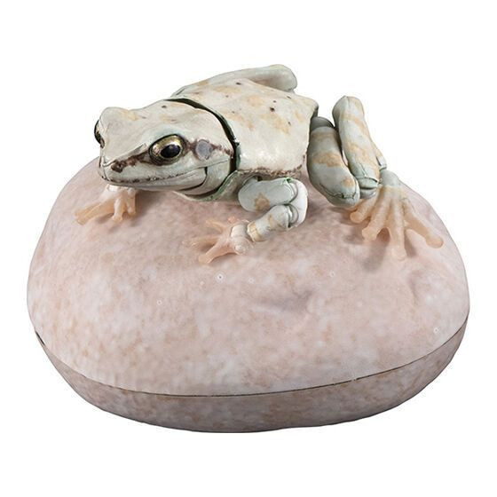 2A594『現貨』生物大圖鑑進擊-日本雨蛙P2 Bandai 扭蛋 轉蛋 