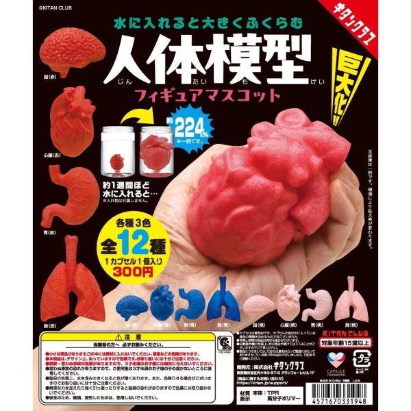 5A268『現貨』水中浸泡膨脹人體器官模型    KITAN   扭蛋   轉蛋 