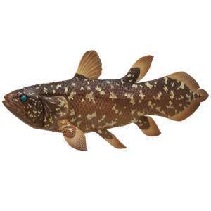 5A057『現貨』NTC圖鑑-深海生物珠鍊吊飾&磁鐵P2    IKIMON  扭蛋   轉蛋 