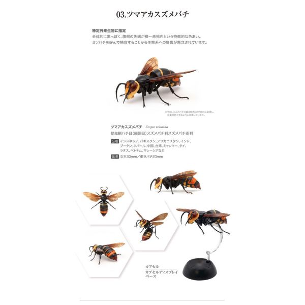 egb409『現貨』蜾蠃環保扭蛋 黃蜂 蜜蜂 胡蜂 虎頭蜂 扭蛋 轉蛋 