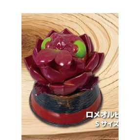 2A451『現貨』觀葉爬蟲類公仔 Qualia 扭蛋 轉蛋 