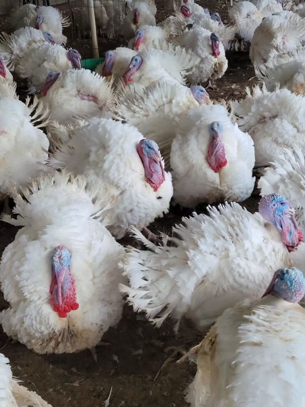 愛豆火雞鮮食:整隻火雞,生的喔!已處理好，可直接烘烤) 烤火雞/全雞/全雞分解/感恩節大餐/聖誕節大餐 