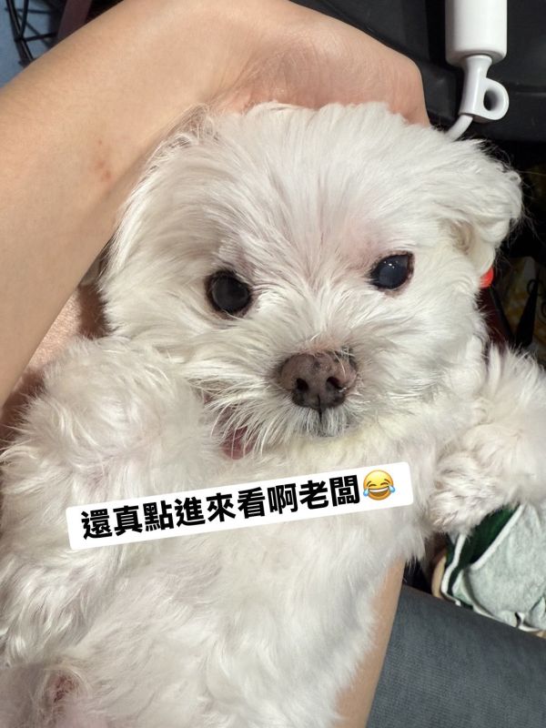 老爺爺 妙妙15歲 
