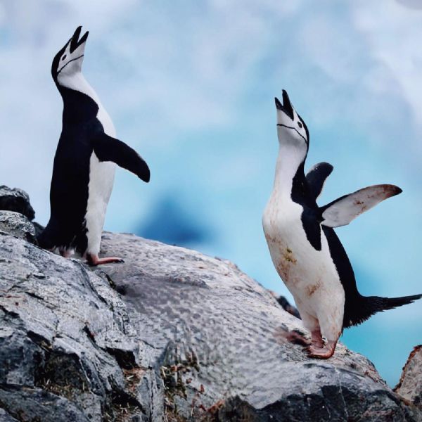 免費講座 ｜02/07 南極與北極的冰之世界：從企鵝到北極熊，探索地球的未來 