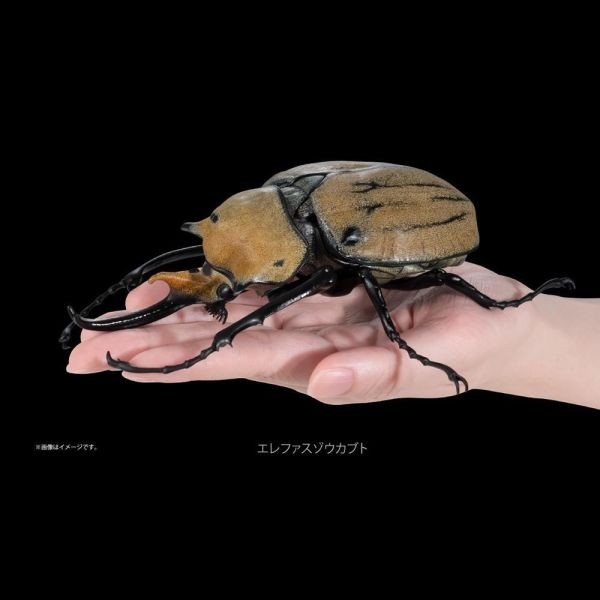 生物大圖鑑 獨角仙04 PREMIUM GASHAPON 萬代 扭蛋 轉蛋 
