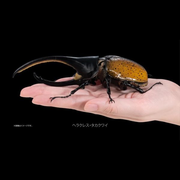 生物大圖鑑 獨角仙04 PREMIUM GASHAPON 萬代 扭蛋 轉蛋 