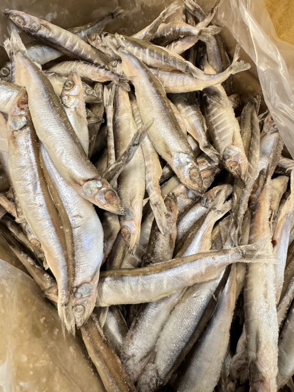 加拿大爆蛋柳葉魚 