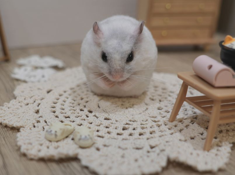 客製化擬真植毛短毛鼠羊毛氈 羊毛氈,客製,寵物客製化,羊毛氈手作,寵物羊毛氈,鼠,黃金鼠,倉鼠,大白鼠,天竺鼠,擬真,植毛,客製毛孩,寵物紀念,羊毛氈紀念