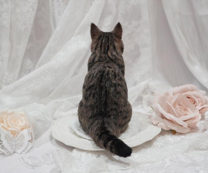 客製化擬真植毛短毛貓咪羊毛氈 羊毛氈,客製,寵物客製化,羊毛氈手作,寵物羊毛氈,貓,擬真,植毛,客製毛孩,寵物紀念,羊毛氈紀念