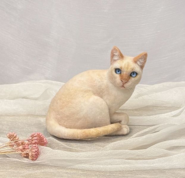 客製化擬真鋪毛短毛貓咪羊毛氈 羊毛氈,客製,寵物客製化,羊毛氈手作,寵物羊毛氈,貓,擬真,鋪毛,客製毛孩,寵物紀念,羊毛氈紀念