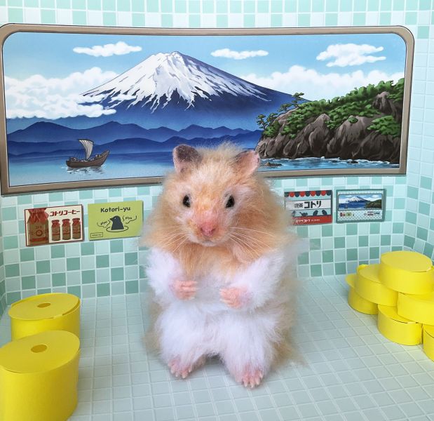 客製化擬真植毛長毛鼠羊毛氈 羊毛氈,客製,寵物客製化,羊毛氈手作,寵物羊毛氈,鼠,黃金鼠,倉鼠,天竺鼠,擬真,植毛,客製毛孩,寵物紀念,羊毛氈紀念