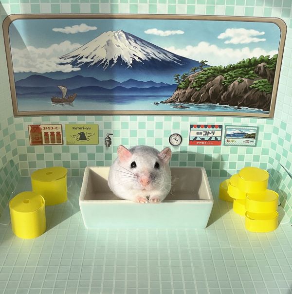 客製化擬真鋪毛短毛鼠羊毛氈 羊毛氈,客製,寵物客製化,羊毛氈手作,寵物羊毛氈,鼠,黃金鼠,倉鼠,天竺鼠,擬真,鋪毛,客製毛孩,寵物紀念,羊毛氈紀念