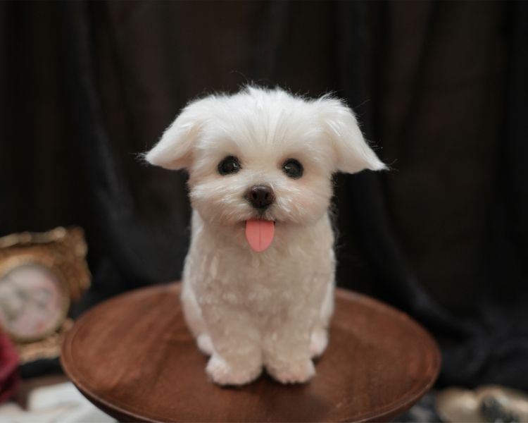 客製化擬真植毛狗羊毛氈 羊毛氈,客製,寵物客製化,羊毛氈手作,寵物羊毛氈,狗,擬真,植毛,客製毛孩,寵物紀念,羊毛氈紀念