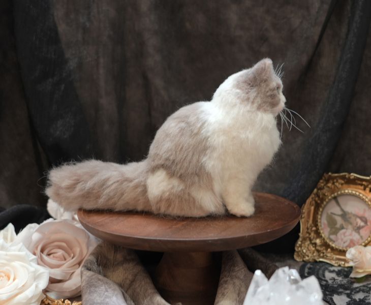 客製化擬真植毛長毛貓咪羊毛氈 羊毛氈,客製,寵物客製化,羊毛氈手作,寵物羊毛氈,貓,擬真,植毛,客製毛孩,寵物紀念,羊毛氈紀念