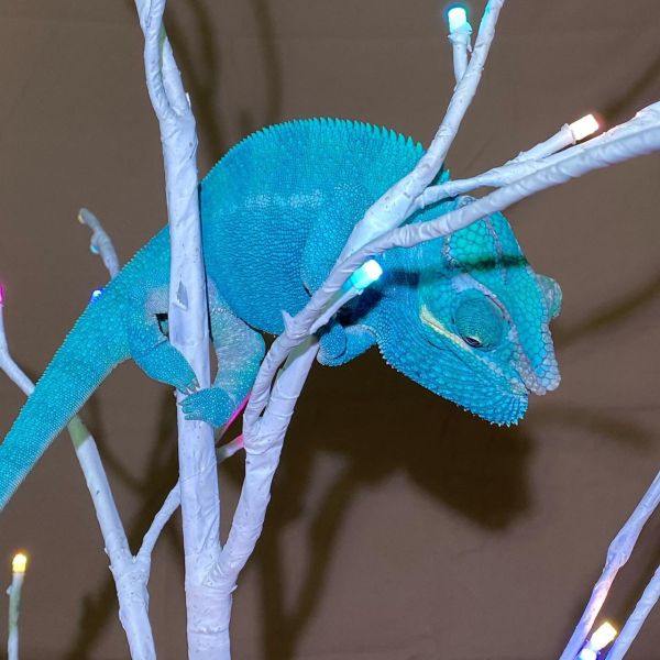 (諾西貝Nosy Be)七彩變色龍 七彩變色龍,變色龍,高冠變色龍,寵物咖啡廳,守宮,爬蟲,樹棲型爬蟲,飼育設備,蜥蜴