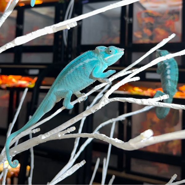 (諾西貝Nosy Be)七彩變色龍 七彩變色龍,變色龍,高冠變色龍,寵物咖啡廳,守宮,爬蟲,樹棲型爬蟲,飼育設備,蜥蜴