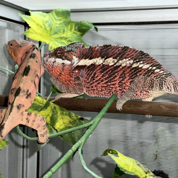 (粉紅豹Ankaramy)七彩變色龍 七彩變色龍,變色龍,高冠變色龍,寵物咖啡廳,守宮,爬蟲,樹棲型爬蟲,飼育設備,蜥蜴