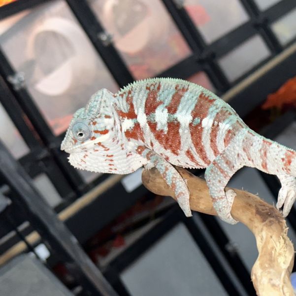 (東部海角Cap Esr)七彩變色龍 七彩變色龍,變色龍,高冠變色龍,寵物咖啡廳,守宮,爬蟲,樹棲型爬蟲,飼育設備,蜥蜴