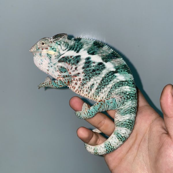 (諾西菲力Nosy Faly)七彩變色龍 七彩變色龍,變色龍,高冠變色龍,寵物咖啡廳,守宮,爬蟲,樹棲型爬蟲,飼育設備,蜥蜴