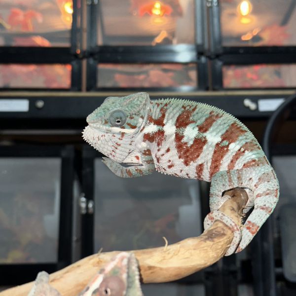 (東部海角Cap Esr)七彩變色龍 七彩變色龍,變色龍,高冠變色龍,寵物咖啡廳,守宮,爬蟲,樹棲型爬蟲,飼育設備,蜥蜴