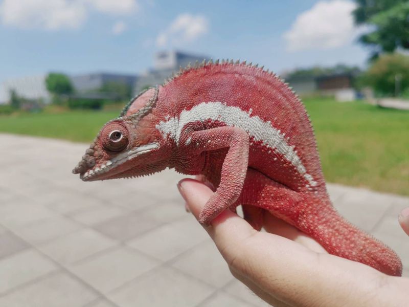 (粉紅豹Ankaramy)七彩變色龍 七彩變色龍,變色龍,高冠變色龍,寵物咖啡廳,守宮,爬蟲,樹棲型爬蟲,飼育設備,蜥蜴