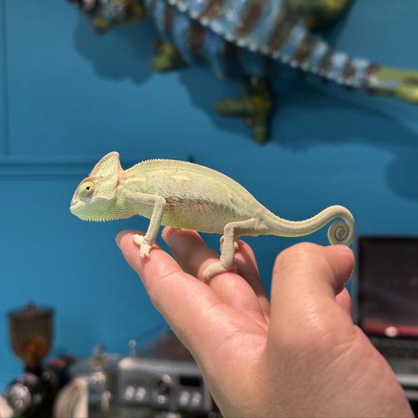 高冠變色龍 七彩變色龍,變色龍,高冠變色龍,寵物咖啡廳,守宮,爬蟲,樹棲型爬蟲,飼育設備,蜥蜴