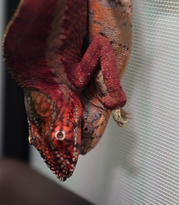 (粉紅豹Ankaramy)七彩變色龍 七彩變色龍,變色龍,高冠變色龍,寵物咖啡廳,守宮,爬蟲,樹棲型爬蟲,飼育設備,蜥蜴