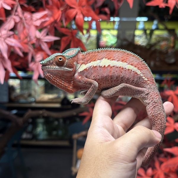 (粉紅豹Ankaramy)七彩變色龍 七彩變色龍,變色龍,高冠變色龍,寵物咖啡廳,守宮,爬蟲,樹棲型爬蟲,飼育設備,蜥蜴