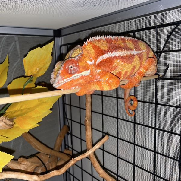 (山巴瓦Sambava)七彩變色龍 七彩變色龍,變色龍,高冠變色龍,寵物咖啡廳,守宮,爬蟲,樹棲型爬蟲,飼育設備,蜥蜴