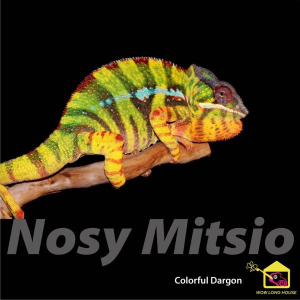 (米茲歐Nosy Mitsio)七彩變色龍 七彩變色龍,變色龍,高冠變色龍,寵物咖啡廳,守宮,爬蟲,樹棲型爬蟲,飼育設備,蜥蜴