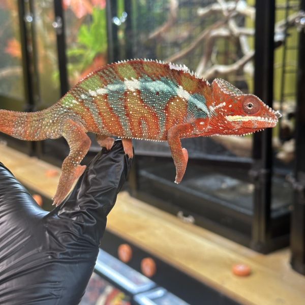 (安比諾貝Ambilobe)七彩變色龍 七彩變色龍,變色龍,高冠變色龍,寵物咖啡廳,守宮,爬蟲,樹棲型爬蟲,飼育設備,蜥蜴