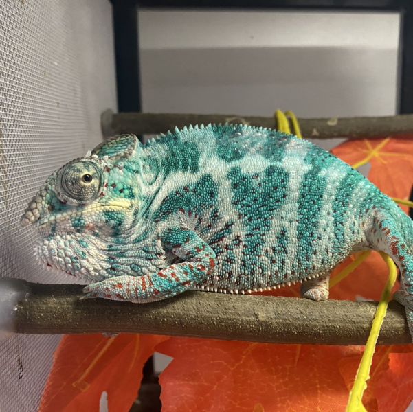 (諾西菲力Nosy Faly)七彩變色龍 七彩變色龍,變色龍,高冠變色龍,寵物咖啡廳,守宮,爬蟲,樹棲型爬蟲,飼育設備,蜥蜴