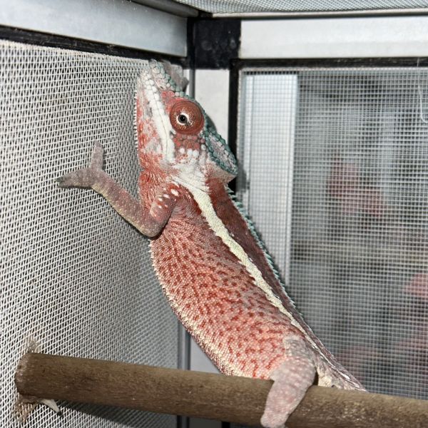 (粉紅豹Ankaramy)七彩變色龍 七彩變色龍,變色龍,高冠變色龍,寵物咖啡廳,守宮,爬蟲,樹棲型爬蟲,飼育設備,蜥蜴